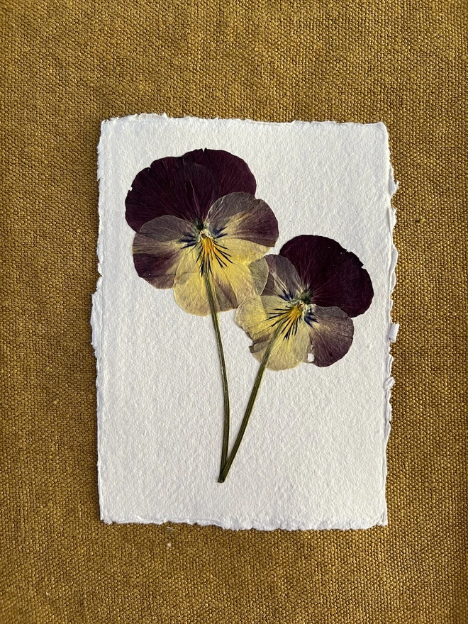 close up of two pressed pansy flowers mounted on handmade paper