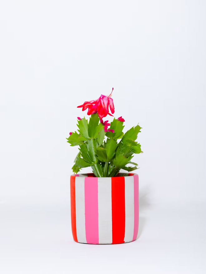 coloured stripes concrete plant pot. a grey plant pot with red and pink stripes.