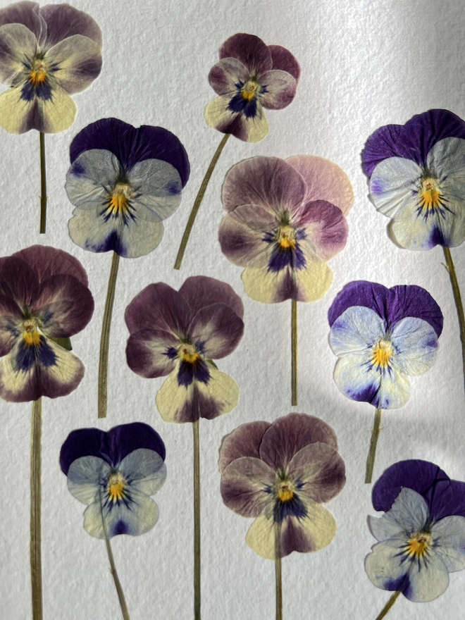 close of pressed pansy flowers