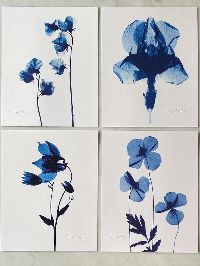 set of 4 botanical x-ray prints, Iris, Sweet Pea, Aquilgeia, Poppies from Marita Wai studio, Prussian blue on a white background. 