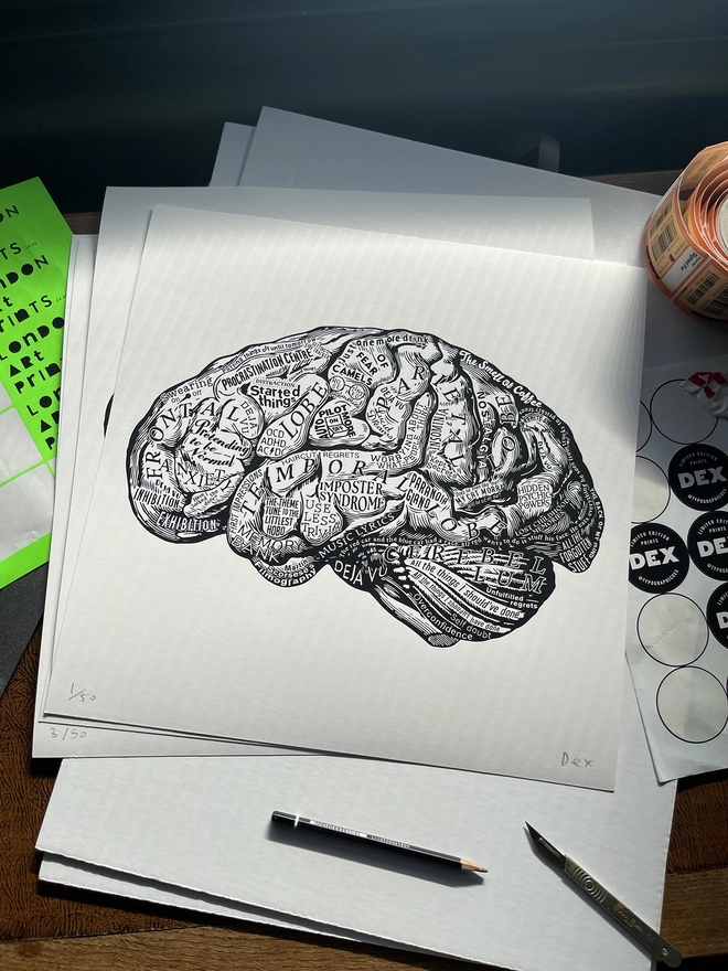 Anatomy Of The Brain in Dex's Studio