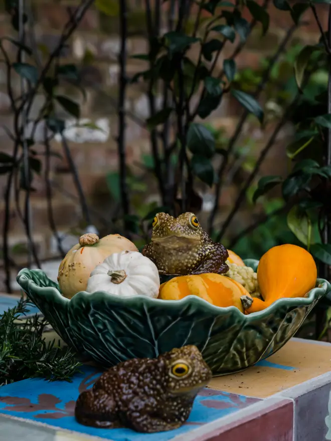 Chocolate Toad