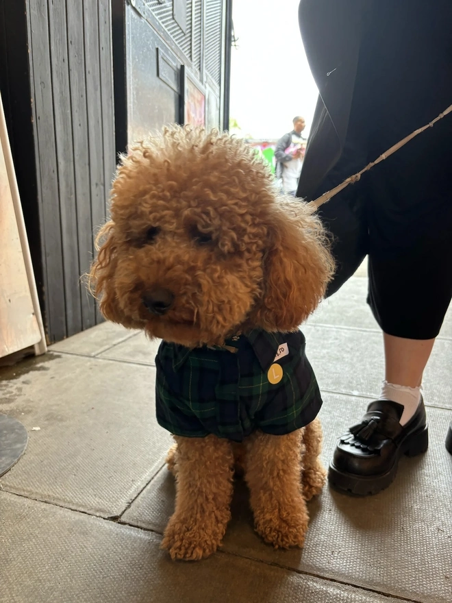 Elliot Cotton 100% Flannel Dog Shirts 