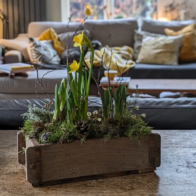Spring Bulbs In A Wooden Brink Planter With Quail Eggs and White Wax Flowers on a coffee table with a sofa behind