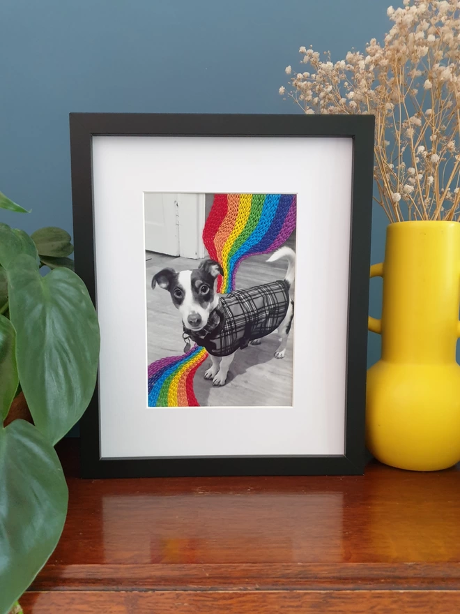Pet photograph with hand embroidered rainbow stitch flowing around him, in black frame on desk