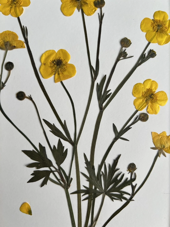 close up of pressed buttercup flowers