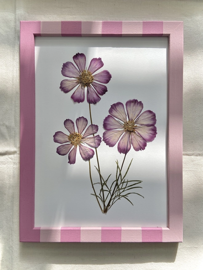 three pressed pink cosmos flowers in painted stripe frame