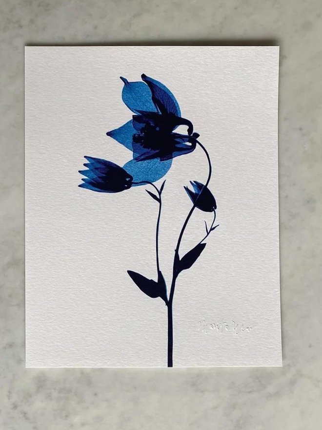PopAquilegia vulgaris, Columbine Botanical X-ray print by Marita Wai, prussian blue flowers on a white background. 