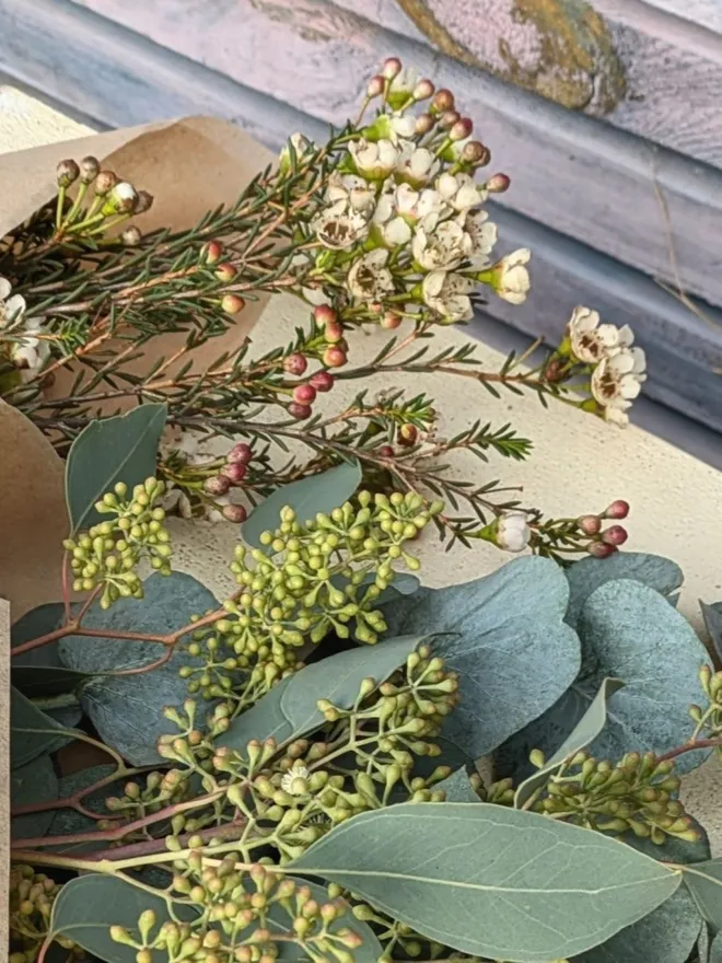 Fresh White Wax Flowers mixed with blue eucalyptus stems