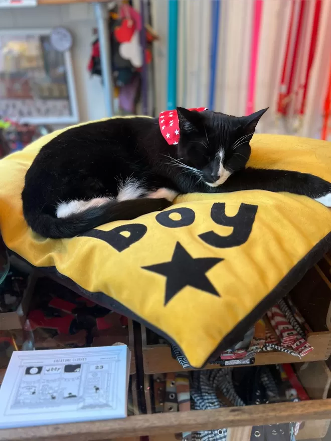 Boy on his mustard yellow personalised cat bed