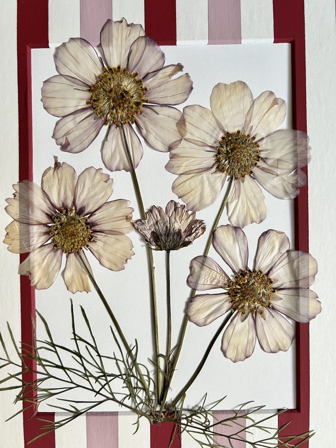 close up of pressed cosmos flowers 