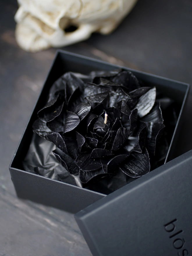 The Corvus Bloom - Collector's Edition
