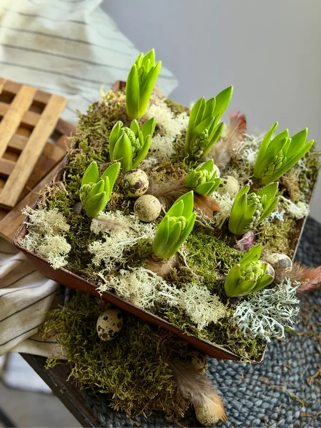 Spring Hyacinths in a rustic metal planter looking down to give a view of the moss