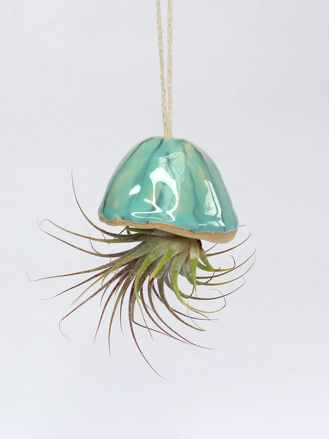 ionantha airplant hanging from turquoise ceramic shell to look like a fun short tendrilled jellyfish