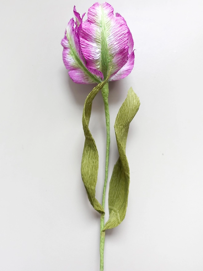 Crepe Paper Parrot Tulip DIY Kit