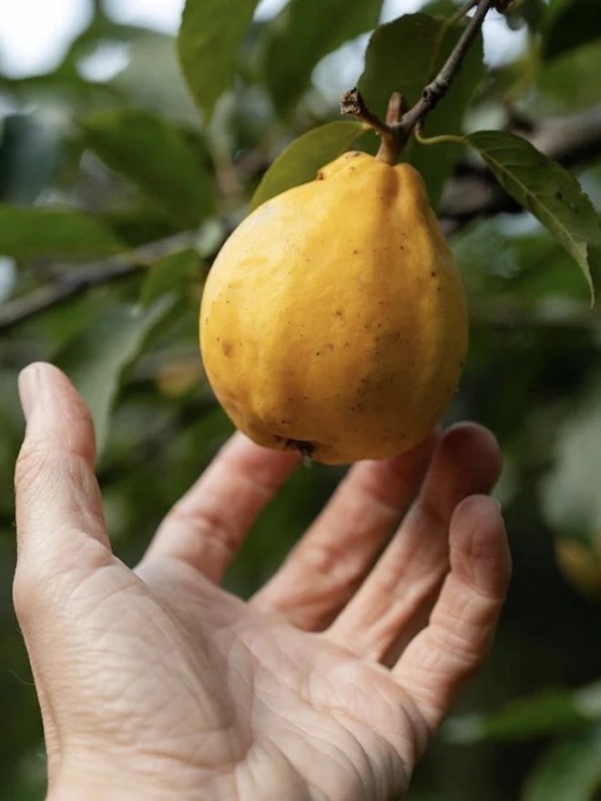 Elderflower & Quince Cordial (Set Of 1, 2, 3 Or 4), a lemon for the cordial hanging from a tree. 
