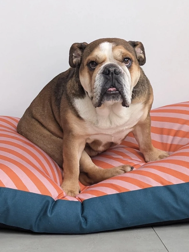 Printed Cotton Patterned Dog Bed, a dog sitting on a patterned dog bed on a tiled floor in front of a white wall. 
