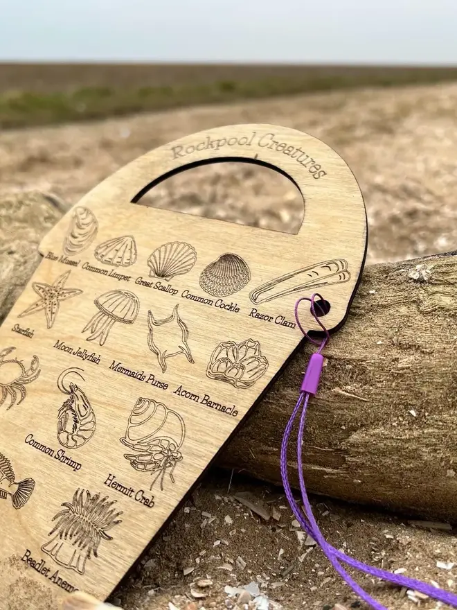 Wooden rockpool creature ID bucket board with engraved sea life illustrations and labels, lying on sand beside driftwood with a purple strap.
