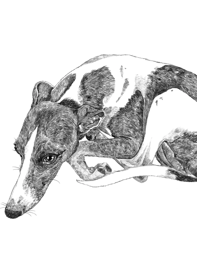 Detail of whippet love art print