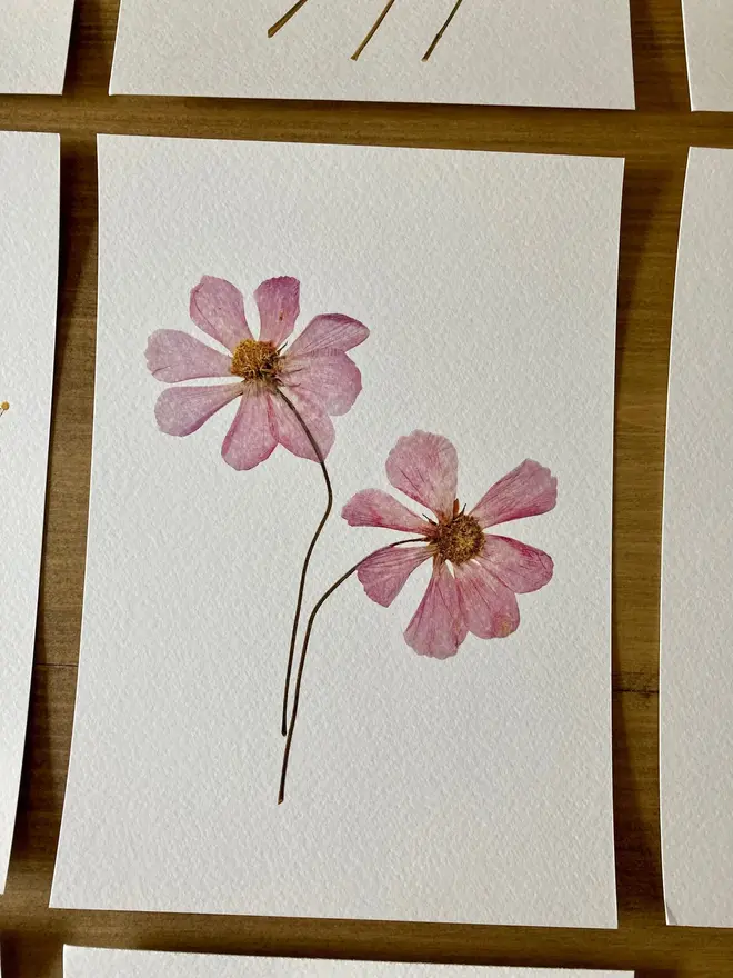 Pressed Wildflower Herbarium Print Collection (Set Of 12), a collection of flowery prints sitting on a wooden surface. 
