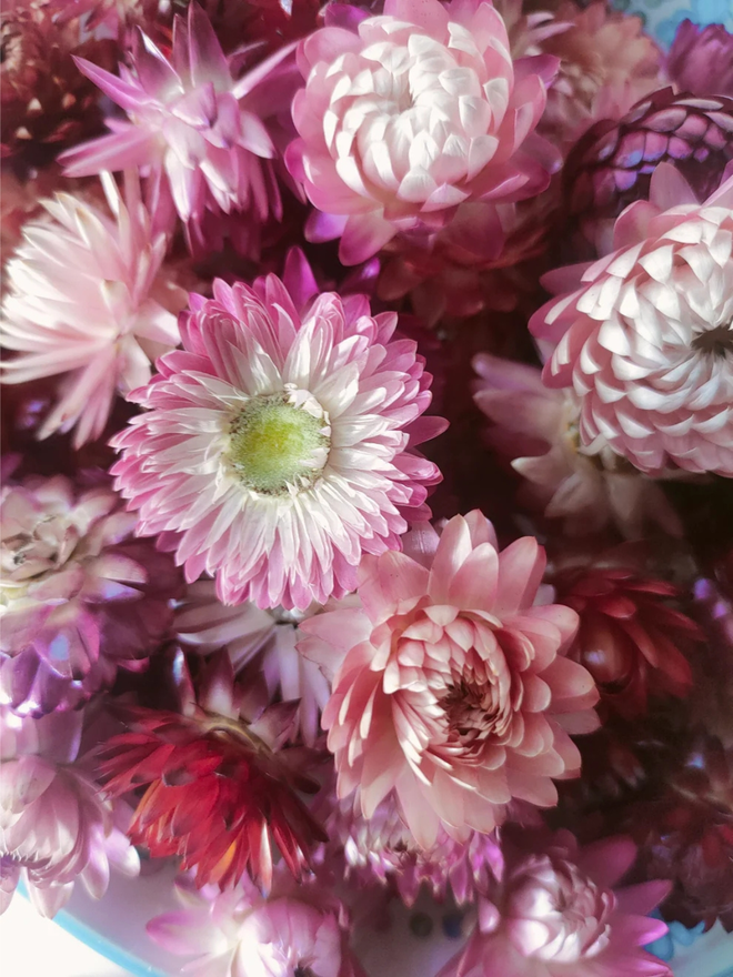 box of pink dried flower heads. close up image of selection of pink dried flower heads.