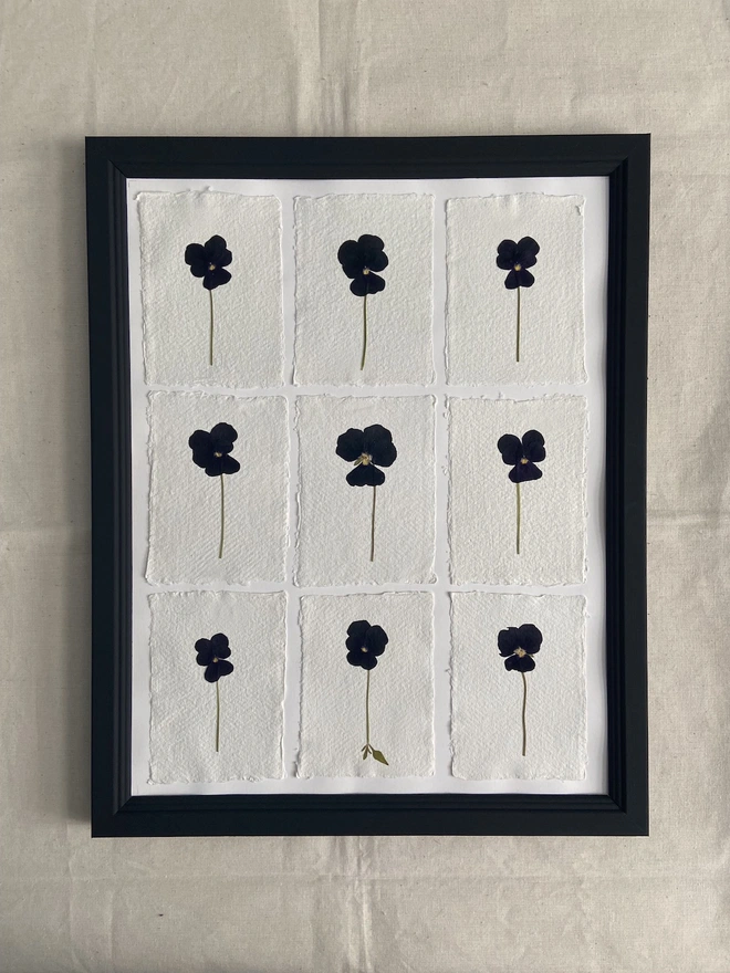 black pressed pansy flowers framed in black hand painted frame