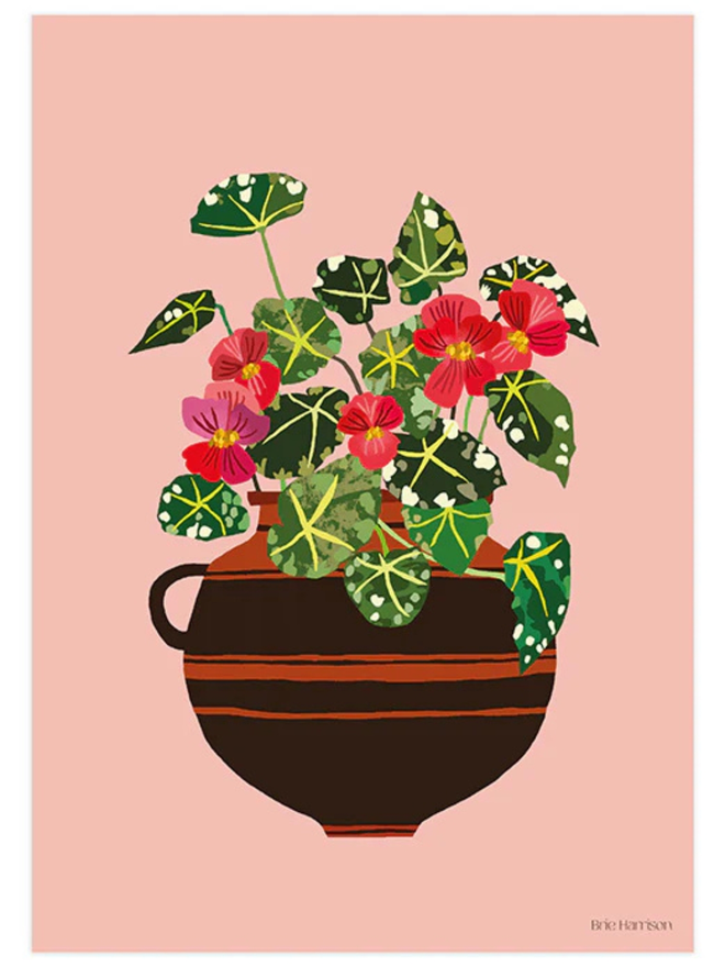 begonia print brie harrison
