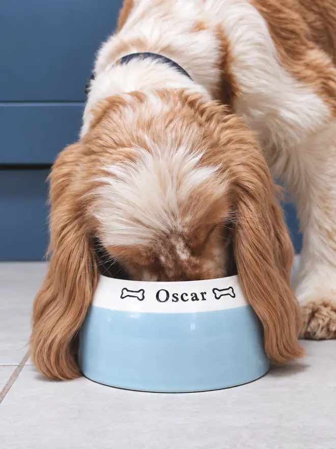 Orange roan cocker spaniel eating from a handmade ceramic spaniel bowl with his ears hanging on the outside of the bowl