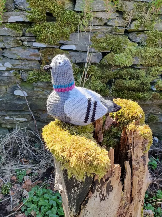 Bill the knitted pigeon enjoying the Scottish Highlands sunshine