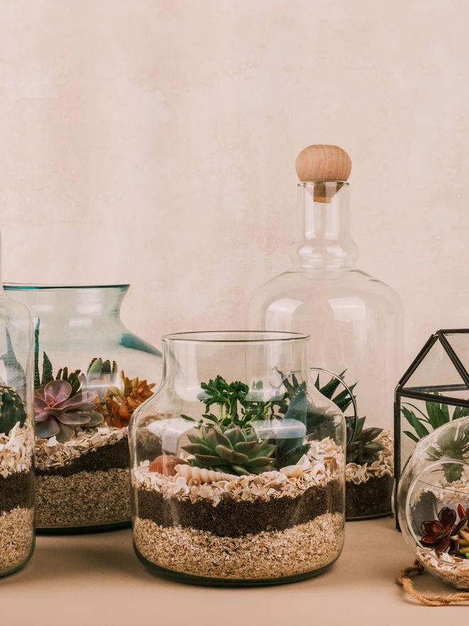 Terrarium Kit