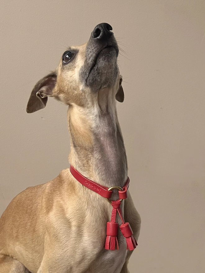 whippet model wearing red tassel collar