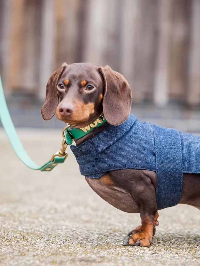 Denim Dog Coat With Silver Wings On Dachshund