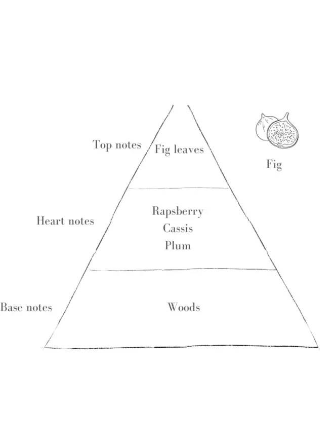 The Fig Scent In Standard Blush Pott