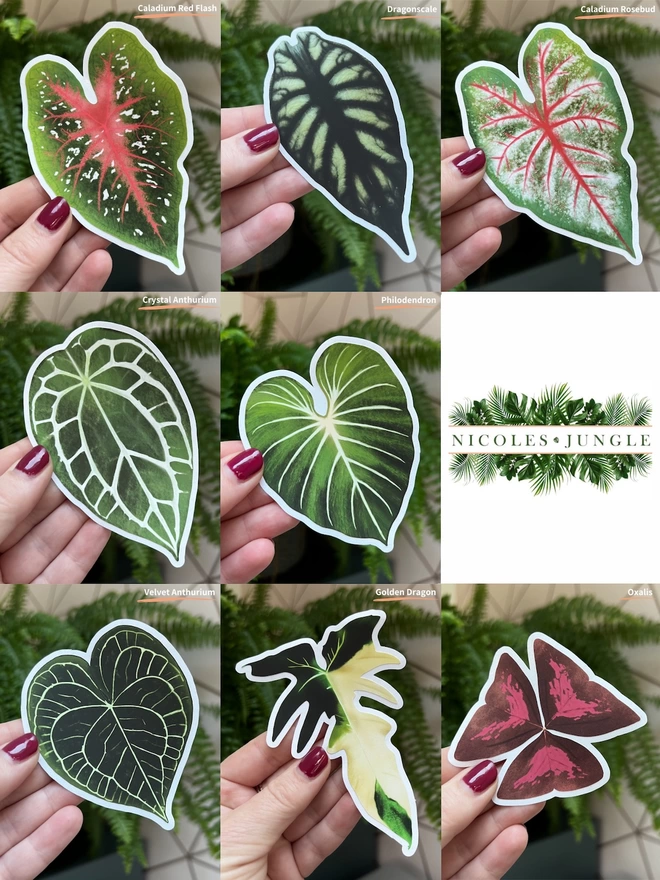A compilation picture of 8 different houseplant leaf stickers on a white vinyl backing held up against a backdrop of a fern and pink wall with the name of each sticker in the top right corner of each image. Also featuring the Nicole's Jungle logo.