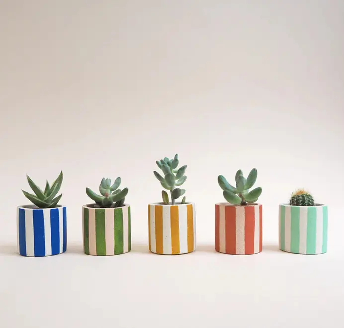 Mini Stripy Plant Pot. Five small succulents in a row, each planted in a white ceramic pot with vertical coloured stripes set against a plain light background.