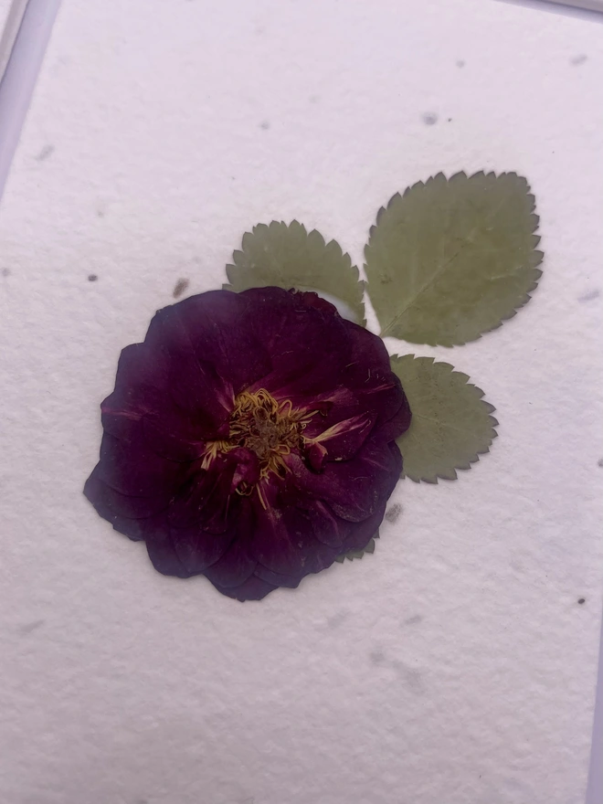 close up of real pressed Purple Rose flower