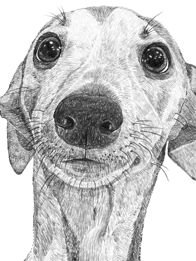 Detail of the face of the whippet puppy
