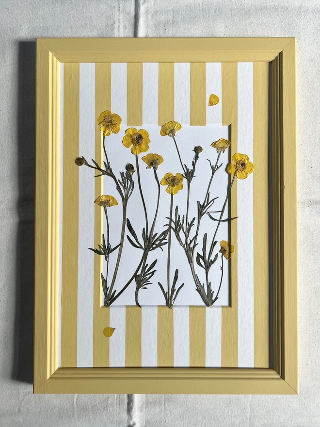 pressed buttercup flowers in a hand painted stripe mount and hand painted wooden frame