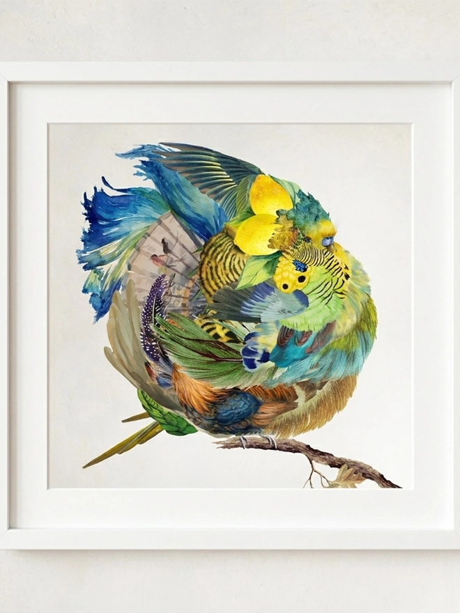 A common Green Budgie framed