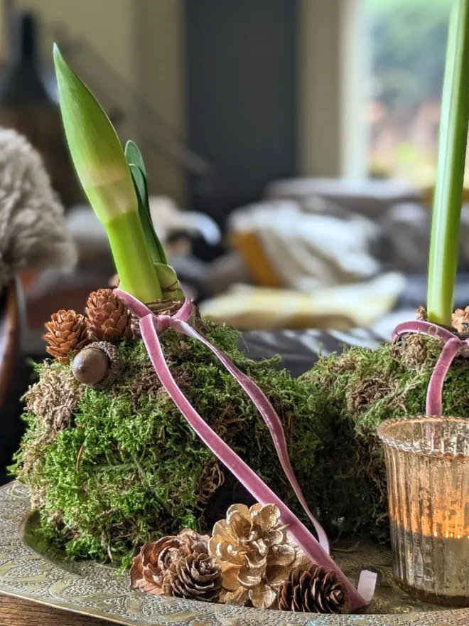 Fresh Kokodama Mossed Amaryllis bulbs just starting to shoot placed on tray next to tea light votive and pinecones