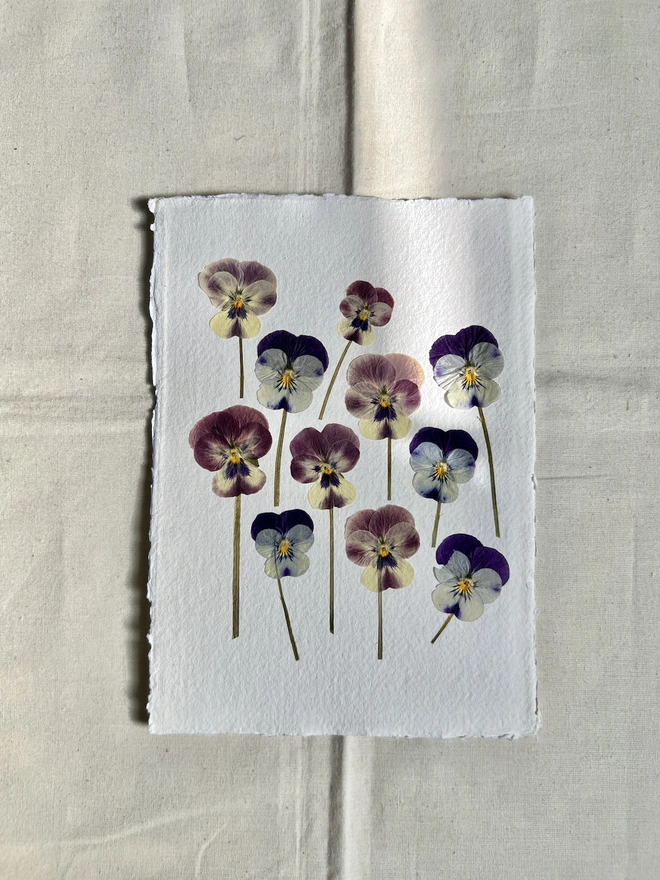 Pressed pansy flowers on handmade paper