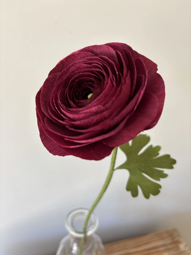 single dark pink ranunculus
