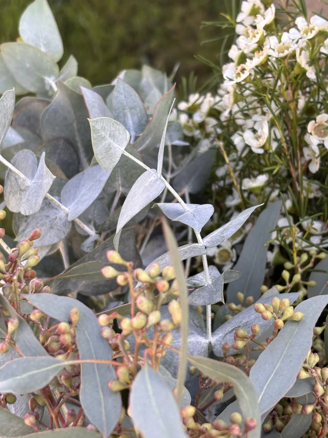 Fresh eucalyptus and wax flowers bunch for bouquet