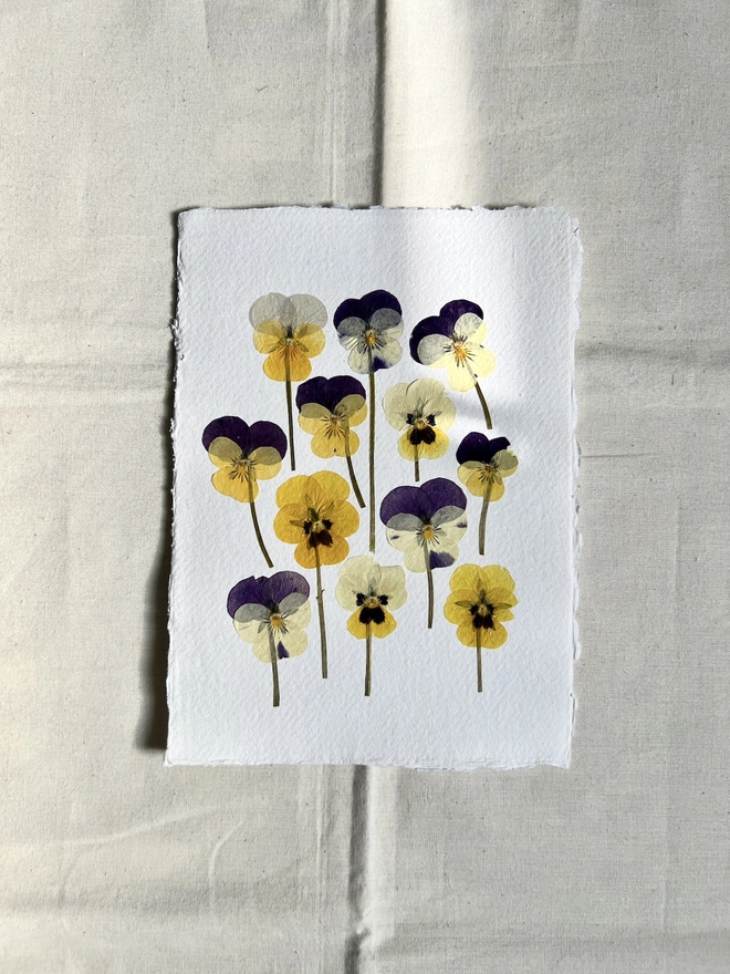 Pressed pansy flowers on handmade paper