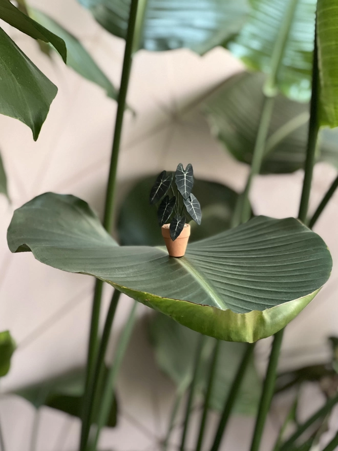 A miniature replica Alocasia Frydek ornament made from paper in a terracotta pot sitting on a large leaf of a bird of paradise plant