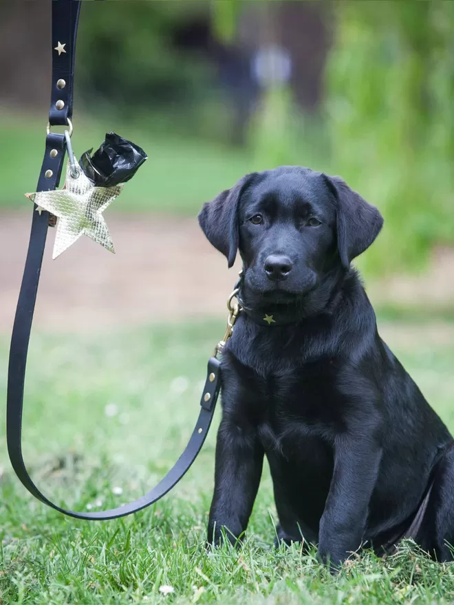 Gold Embossed Star Poo Pouch with Lab Pup