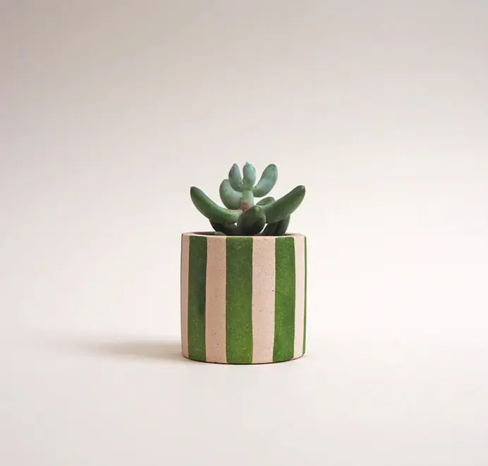 Mini Stripy Plant Pot. Succulents in a white ceramic pot with vertical coloured stripes set against a plain light background.