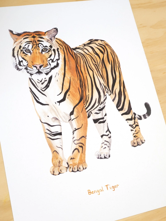 a print featuring an illustration of a bengal tiger looking right at you