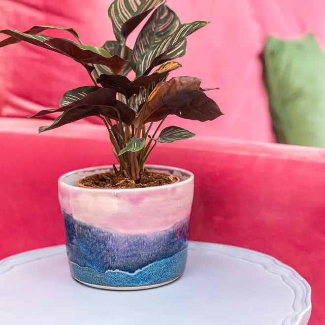 Landscape Medium Pot, a colourful pot on a table next to a sofa. It is accompanied by a plant. 
