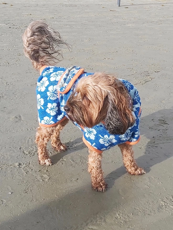 Blue Hibiscus flower dog drying robe. 100% absorbent cotton. Popper fastening, tail hole and full belly coverage.  